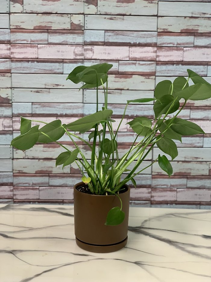 Philo Plant