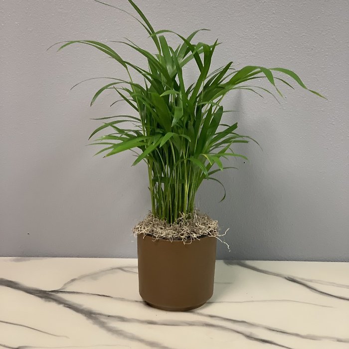 Areca Palm