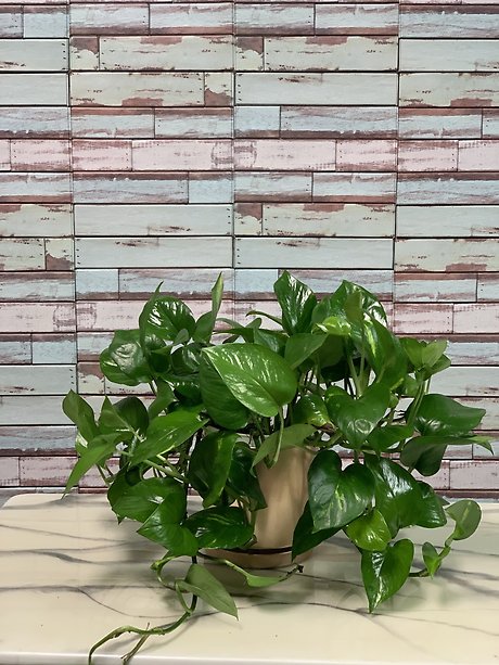Pothos