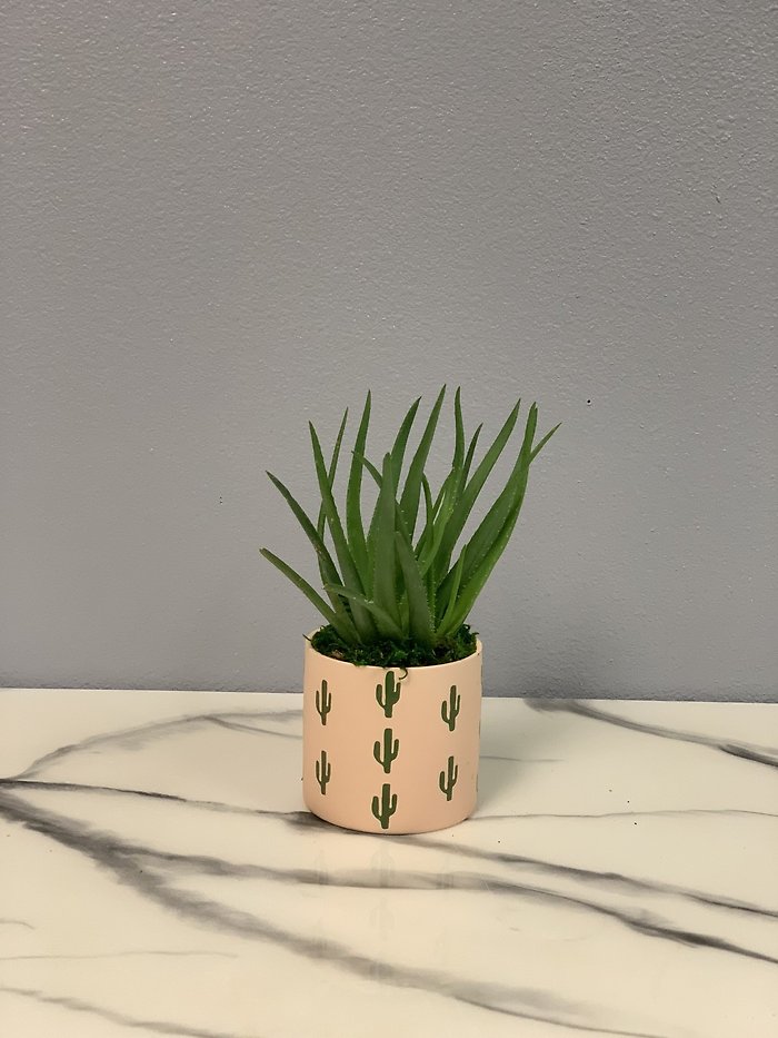Hedgehog Aloe