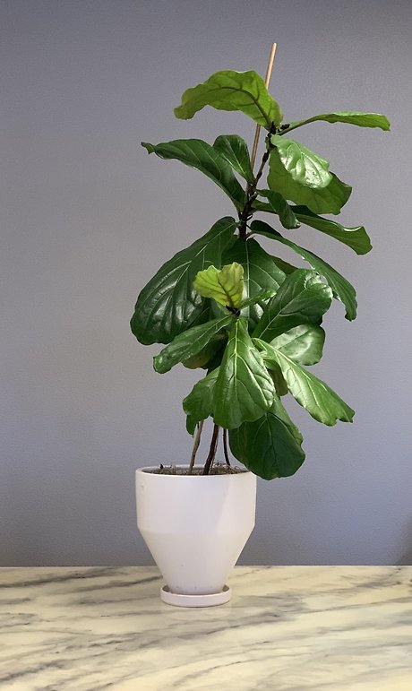 Fiddle Fig