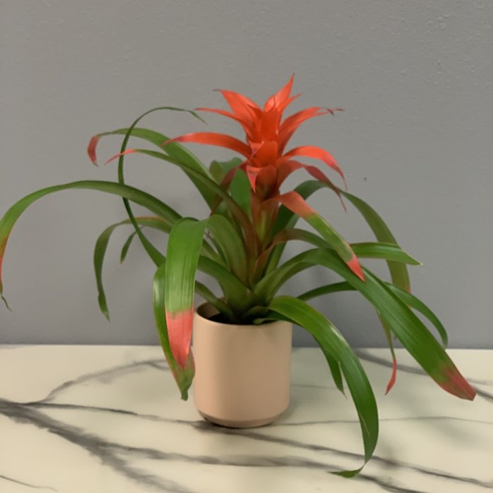 Bromelaid Beauty