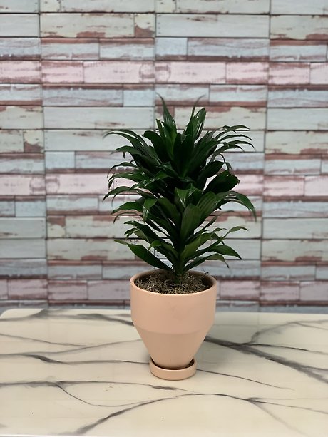Dracena JC
