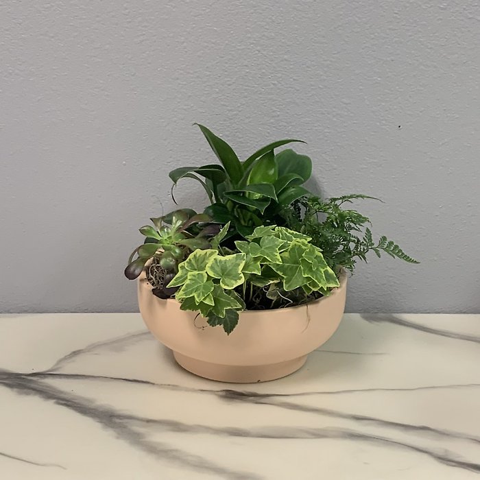 Medium Dish Garden